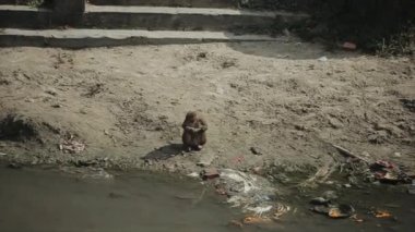 A lonely wild monkey sitting at a river bank. Kathmandu, Nepal. Pashupatinath temple