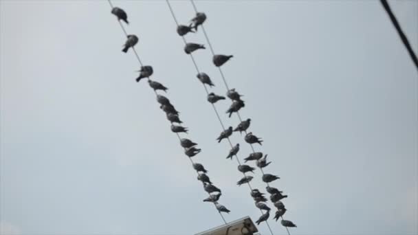 Una bandada de palomas sentadas en cables eléctricos, línea eléctrica, Nepal, Katmandú — Vídeos de Stock