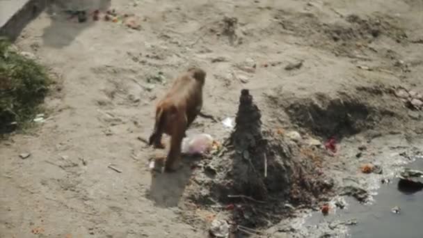 A wild monkey walking near a river bank. Peace offerings laying. Kathmandu, Nepal. — Stok video