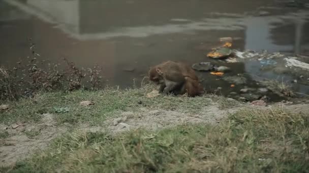 A wild nepalese monkey eating leftover food from the ceremony of peace offering. River shore, Kathmandu Nepal. — Stock videók