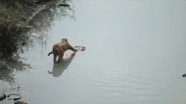 A wild nepalese monkey stealing, picking leftover food from relligion hinduism ceremony floating peace offering in the river. Kathmandu Nepal.