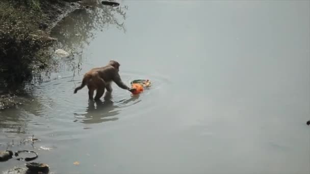 A wild nepalese monkey stealing and eating leftover food from floating peace offering in the river. hinduism and buddism practice. Kathmandu Nepal. Pashupatinath — Stock Video