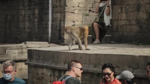 Kathmandu, Nepal - 14 November 2019: A wild monkey walking at the Swayambhunath monkey temple in Kathmandu, Nepal. Tourists walking by. Pashupatinath — Stok video