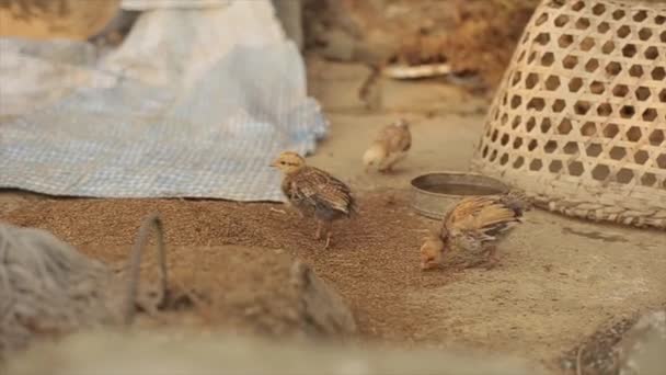 Little cute turkey poults eating scattered grain. — Stock Video