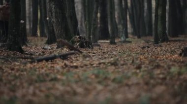 Alt manzara. Koşu pantolonlu bir adam ormanda sonbahar yaprakları arasında koşar.