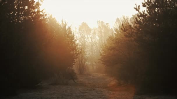 跑步运动员。适合肌肉发达的年轻男子跑步者赤身裸体跑在森林里迎接黎明，日出 — 图库视频影像
