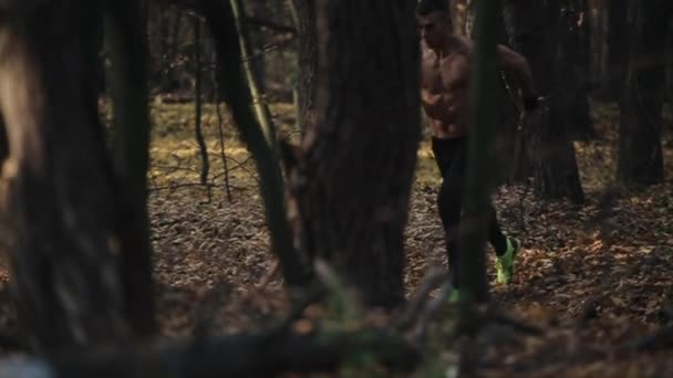 Junger muskulöser Läufer läuft im Wald. Laufen zwischen den Bäumen. — Stockvideo