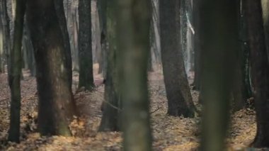 Koşan pantolonun içinde çıplak gövdesi olan genç kaslı koşucu ormanda koşuyor. Ağaçların arasında koşan hız. Yavaş çekim