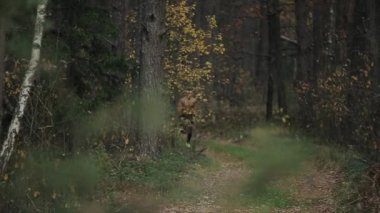 Çıplak gövdesiyle koşan genç kaslı adam sonbahar ormanının başlarında patika boyunca koşar. Koşucu sporcu doğaya doğru koşuyor. Atletik adam dışarıda egzersiz yapıyor. Sağlıklı aktif kavramı