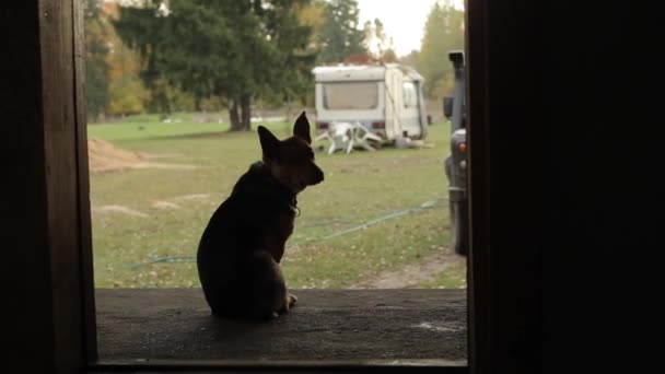 Köpeğin siluetinin arkası. Köpek köyde oturuyor ve sahibini bekliyor. — Stok video