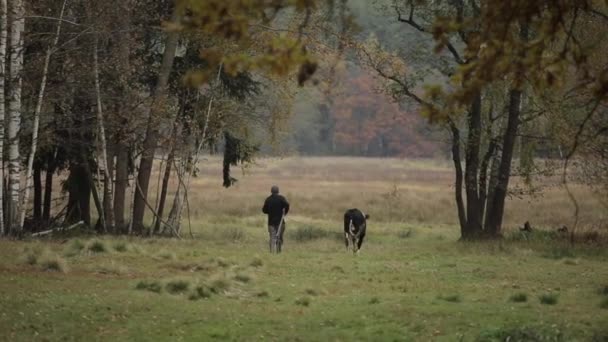 Ein Mann führt ein Kuhkalb über ein Seil auf einer Weide. Jungbulle auf der Weide. Rückseite — Stockvideo