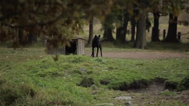 Un gran perro negro está atado con una cuerda cerca de una cabina de madera y ladra sin agresión. Cola de Wags — Vídeo de stock
