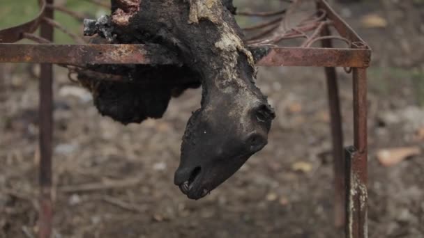 Intero agnello arrosto sopra un fuoco aperto in un cortile del villaggio. Testa di agnello primo piano — Video Stock