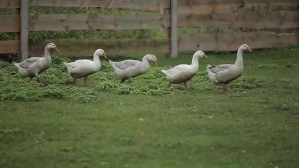 Los gansos domésticos pastan en una granja de ganso tradicional del pueblo. Los gansos caminan a lo largo de hierba verde a lo largo de una cerca de madera . — Vídeo de stock