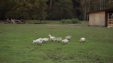 Evcil kazlar çayırlarda yürürler ve ormanın ve ahırın arka planında çimen yerler.
