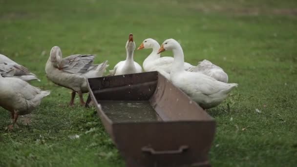 Evcil kazlar su içerler komik fırça tüyleri ve kanatlarını çırparlar. Yakın plan. — Stok video