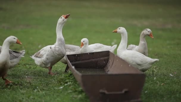 Ganzen drinken water uit een ijzeren kom met hun kop omhoog. Close-up — Stockvideo