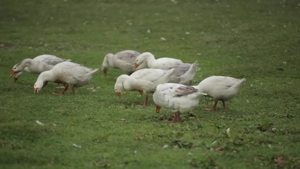 Tamme ganzen verplaatsen zich in kuddes op een weiland en eten gras. Close-up — Stockvideo