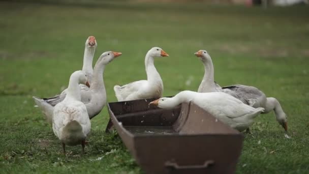 Ganzen wandelen en drinken buiten water op de boerderij. Close-up — Stockvideo