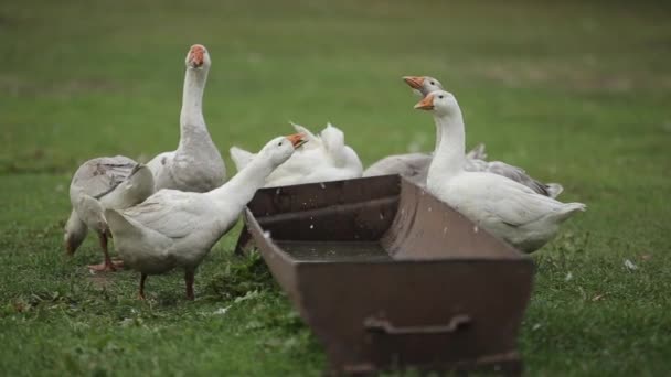 Gęsi piły wodę wystraszyły się czegoś i uciekły. Krajowe gęsi pasą się w tradycyjnej wiejskiej hodowli gęsi. Zbliżenie — Wideo stockowe