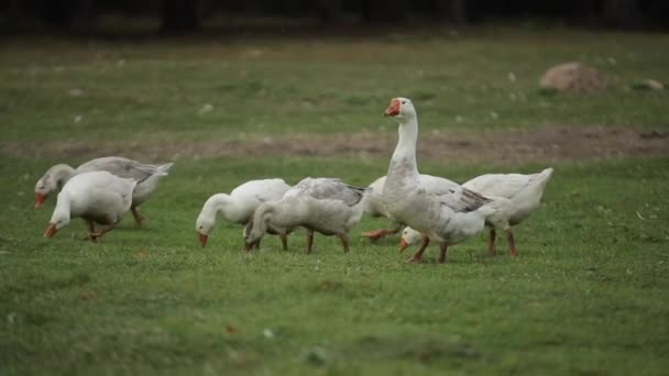 Los gansos domésticos pastan en una granja de ganso tradicional del pueblo se mueven libremente y comen hierba. Primer plano — Vídeo de stock