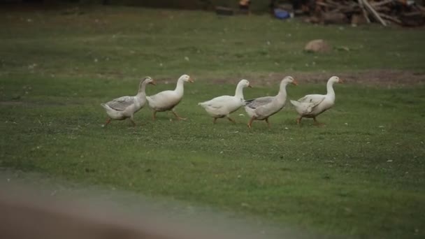 Los gansos domésticos pastan en una pradera agrícola moviéndose libremente — Vídeos de Stock