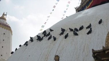 Katmandu 'daki Nepal tapınağının beyaz çatısında oturan bir güvercin sürüsü. Pashupatinath, Swoyambhunath, maymun tapınağı.