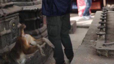 Nepal tapınağına tırmanan vahşi bir Nepal maymunu yakından görülüyor. Asya, Katmandu.