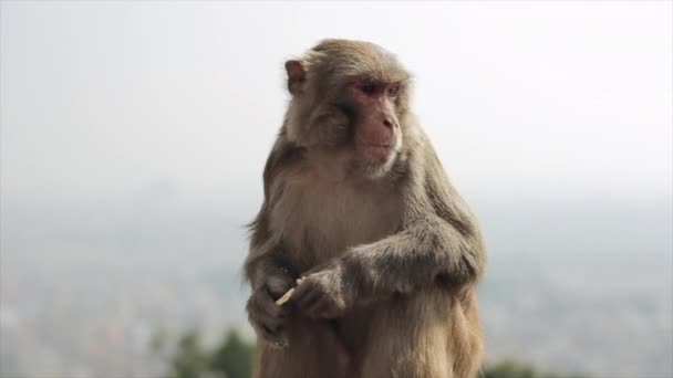 Uma visão aproximada de um macaco nepalês selvagem comendo uma maçã. A paisagem urbana. Ásia, Katmandu . — Vídeo de Stock