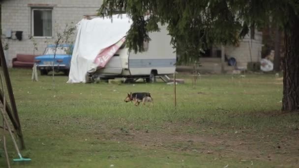 Vidám kutya fut zöld füvön az udvaron egy falusi ház — Stock videók