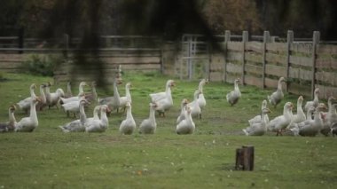 Kazlar sürüler halinde yürür ahşap ağıllarında temiz havada bir çiftlikte..
