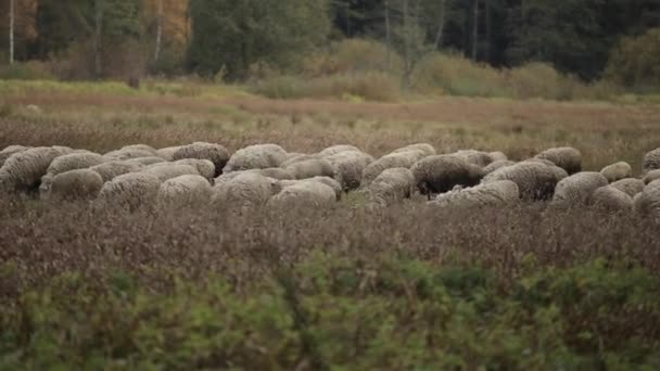 A huge flock of sheep grazes in a meadow on a background of trees — Stock Video