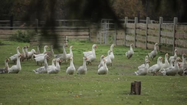 Los gansos caminan en manada en su corral de madera al aire libre en una granja . — Vídeos de Stock