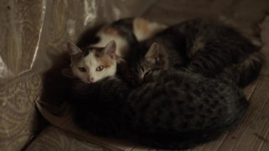 Üç kedi birbirini ısıtarak birlikte uyur. Yakın plan.