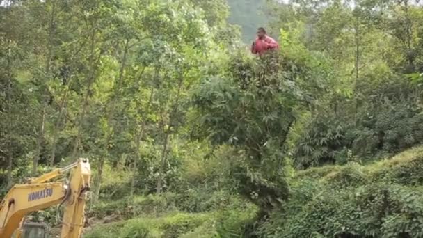 Pokhara, Nepál - 14. listopadu 2019: Muž odřezává větve stromů. Sedí na stromě, nepalská vesnice. Zelený les. — Stock video