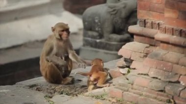 A momma monkey walking with her baby monkey on her back in Kathmandu, Nepal, temple.