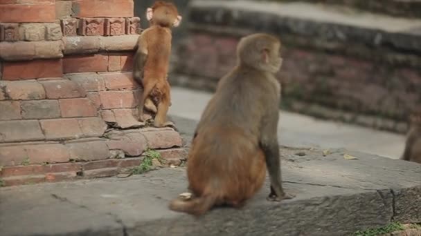 Un lindo mono bebé salvaje recogiendo y comiendo comida del suelo. Calles de Nepal, Katmandú . — Vídeos de Stock