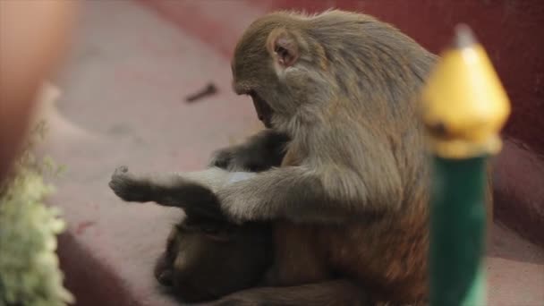 Ein nepalesischer Affe pflückt Läuse, Flöhe von einem anderen Affen in Kathmandu, Nepal. — Stockvideo