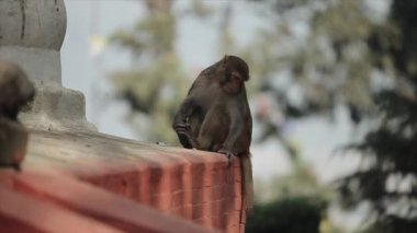Katmandu Nepal 'de bir tapınağın çatısında oturup yemek yiyen sevimli vahşi bir maymun..