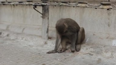 Nepal 'deki Katmandu şehrinde yerden yiyecek toplayan vahşi bir maymunun yakın çekimi. Bekleyen bir insan.