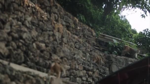 Un gruppo, branco di scimmie nepalesi selvatiche macachi che scalano una cinta muraria, recinzione. Turisti caucasici sullo sfondo di passaggio. Vista posteriore posteriore . — Video Stock