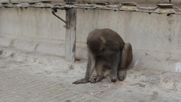 A close up of a wild monkey picking up food from the floor, street in the city Kathmandu in Nepal. A human standing by. — Stock Video