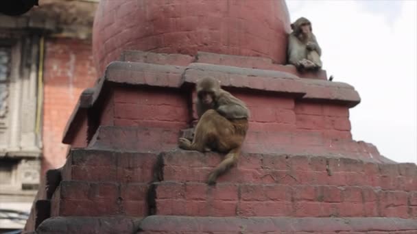 Drei wilde nepalesische Affen sitzen am Fuße einer antiken Stupa. Gebäude aus roten Ziegeln. Kathmandu Nepal. — Stockvideo