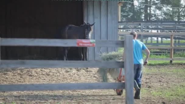 Minsk, Bělorusko - 19. července 2019: Muž veze na kolečku seno, aby nakrmil koně na koňské farmě — Stock video