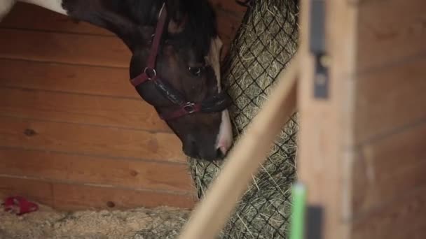 Un primer plano de la cabeza de un caballo negro que come heno en un corral en una granja de caballos — Vídeos de Stock