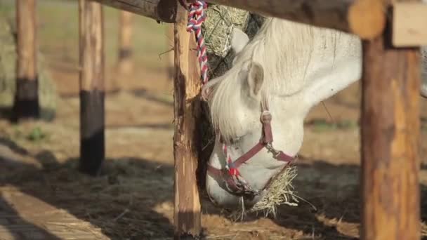 Крупним планом голова білого коня, який їсть сіно в коралі на кінній фермі — стокове відео