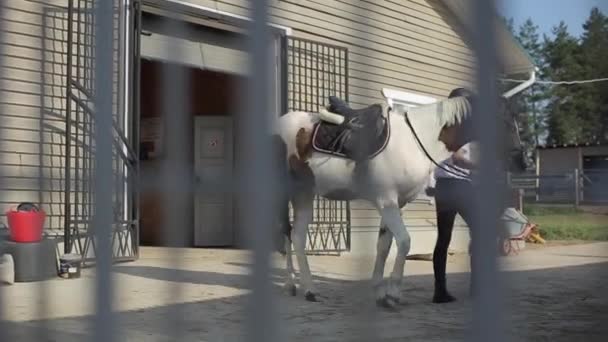 Mińsk, Białoruś - 19 lipca 2019: Dżokej wyprowadza konia ze stajni na uzdę do zawodów jeździeckich — Wideo stockowe