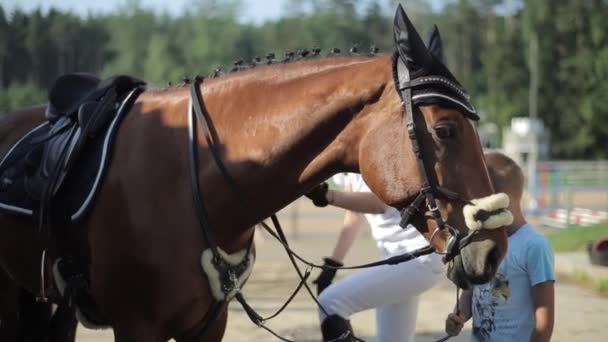 Minsk, Weißrussland - 19. Juli 2019: Mädchen-Jockey besteigt sein Pferd, um an Reitturnieren teilzunehmen. Nahaufnahme — Stockvideo