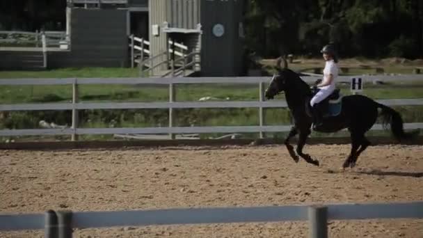 ミンスク、ベラルーシ- 19 7月2019:馬は馬術競技の障壁を通して美しくジャンプします。サイドビュー — ストック動画