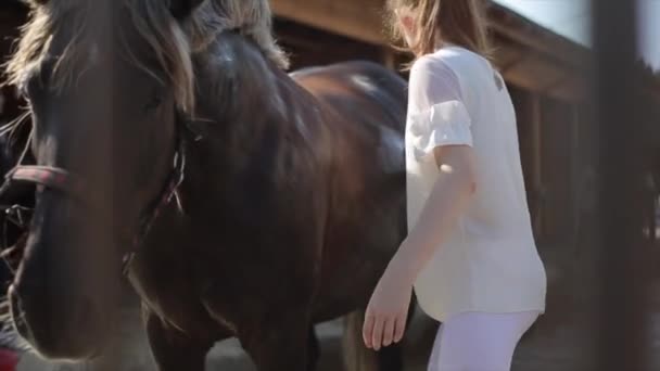 Minsk, Bielorrússia - 19 de julho de 2019: Encerramento de um cavalo que uma jovem lava e escova perto de um estábulo em um rancho equestre. Vista frontal — Vídeo de Stock